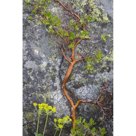 WA, Wenatchee NF Manzanita growing on boulder Gold Ornate Wood Framed Art Print with Double Matting by Paulson, Don