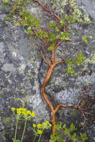 WA, Wenatchee NF Manzanita growing on boulder Black Ornate Wood Framed Art Print with Double Matting by Paulson, Don