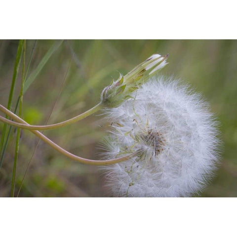 Washington State, Wenatchee NF Salsify seed head Black Modern Wood Framed Art Print by Paulson, Don