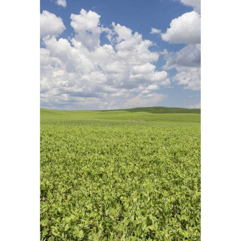 Washington, Palouse Hills Field of spring peas White Modern Wood Framed Art Print by Paulson, Don