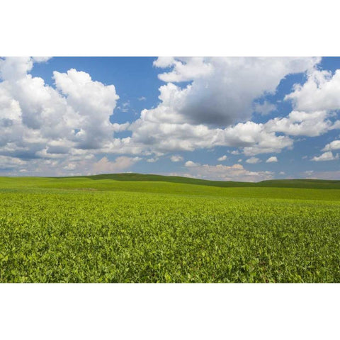 Washington, Palouse Hills Field of spring peas Gold Ornate Wood Framed Art Print with Double Matting by Paulson, Don