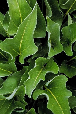 WA, Palouse Hills Arrowleaf balsamroot plant White Modern Wood Framed Art Print with Double Matting by Paulson, Don