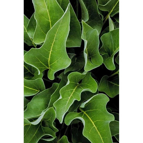 WA, Palouse Hills Arrowleaf balsamroot plant Black Modern Wood Framed Art Print by Paulson, Don