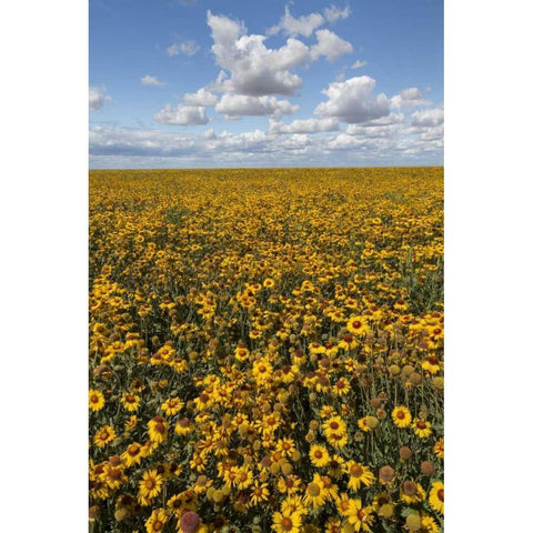 Washington State, Connell Coneflower field White Modern Wood Framed Art Print by Paulson, Don