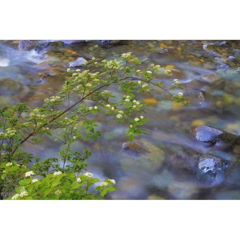 Washington Red osier dogwood over Teanaway River White Modern Wood Framed Art Print by Paulson, Don