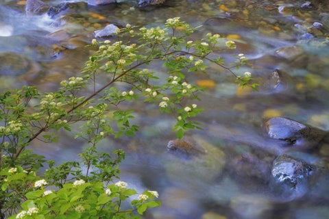 Washington Red osier dogwood over Teanaway River White Modern Wood Framed Art Print with Double Matting by Paulson, Don