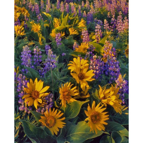Washington Balsamroot and lupine at dusk Gold Ornate Wood Framed Art Print with Double Matting by Terrill, Steve
