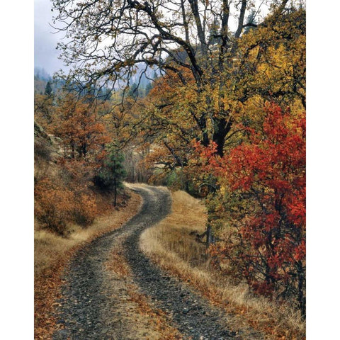 WA, Columbia Gorge NSA Road and autumn oaks Gold Ornate Wood Framed Art Print with Double Matting by Terrill, Steve