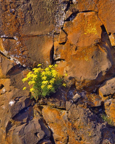 USA, Washington Lomatium flowers on basalt rocks Black Ornate Wood Framed Art Print with Double Matting by Terrill, Steve