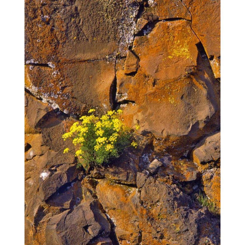 USA, Washington Lomatium flowers on basalt rocks Black Modern Wood Framed Art Print by Terrill, Steve