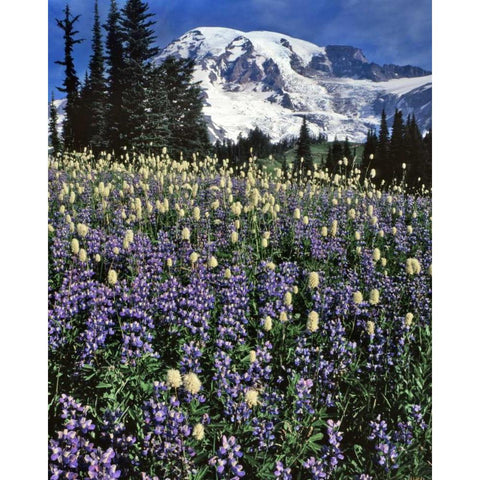 WA, Paradise Park Field of lupine and bistort Gold Ornate Wood Framed Art Print with Double Matting by Terrill, Steve