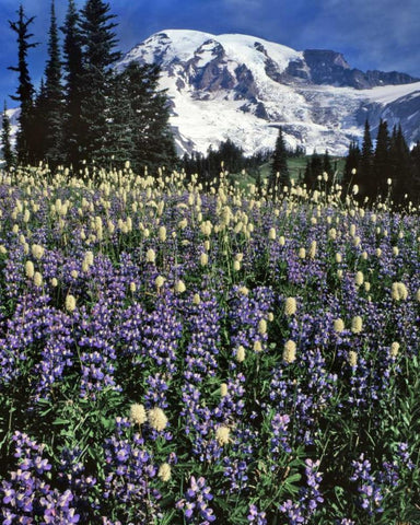 WA, Paradise Park Field of lupine and bistort Black Ornate Wood Framed Art Print with Double Matting by Terrill, Steve