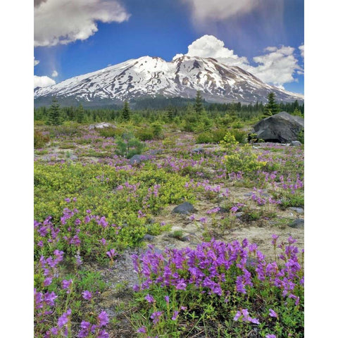 WA, Gifford Pinchot NF Mount St Helens landscape Black Modern Wood Framed Art Print by Terrill, Steve