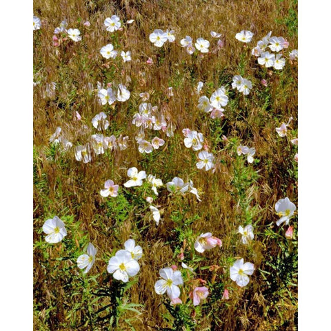 WA, Klickitat Co, Wild primrose in field Gold Ornate Wood Framed Art Print with Double Matting by Terrill, Steve