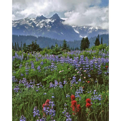 WA, Mount Rainier NP Lupine and paintbrush Black Modern Wood Framed Art Print by Terrill, Steve