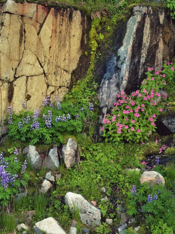 WA, Mount Rainier NP Lupine and monkey flower Black Ornate Wood Framed Art Print with Double Matting by Terrill, Steve