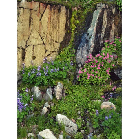 WA, Mount Rainier NP Lupine and monkey flower White Modern Wood Framed Art Print by Terrill, Steve