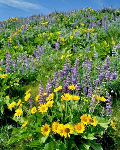 WA, Balsamroot and lupine in Columbia Gorge NSA White Modern Wood Framed Art Print with Double Matting by Terrill, Steve