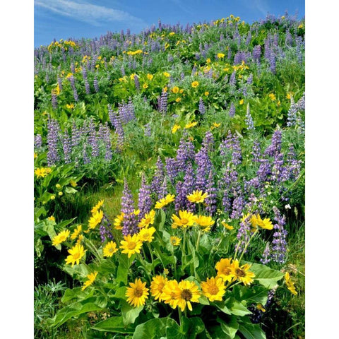 WA, Balsamroot and lupine in Columbia Gorge NSA Black Modern Wood Framed Art Print by Terrill, Steve