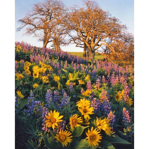 WA, Balsamroot, lupine, and oaks on hillside Black Modern Wood Framed Art Print with Double Matting by Terrill, Steve