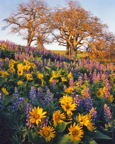 WA, Balsamroot, lupine, and oaks on hillside White Modern Wood Framed Art Print with Double Matting by Terrill, Steve