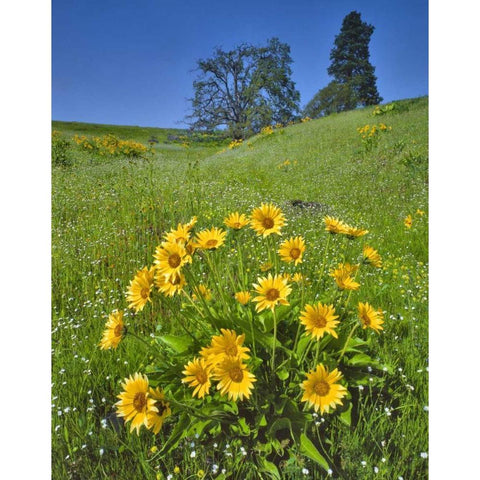 WA, Balsamroot, pine and oak trees on hillside White Modern Wood Framed Art Print by Terrill, Steve
