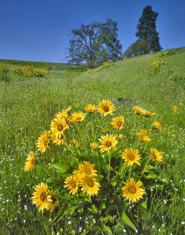 WA, Balsamroot, pine and oak trees on hillside Black Ornate Wood Framed Art Print with Double Matting by Terrill, Steve