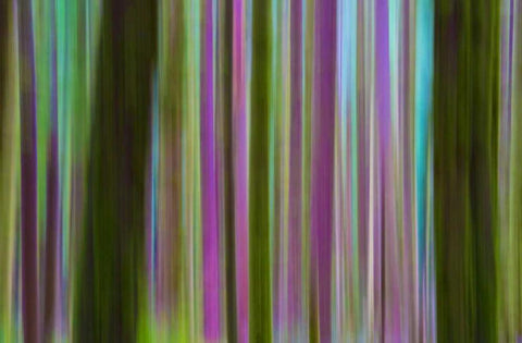 Washington Abstract of Hoh Rain Forest at dusk White Modern Wood Framed Art Print with Double Matting by Delisle, Gilles