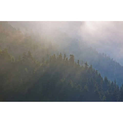 WA, Maple Grove Coastal forest in morning fog Black Modern Wood Framed Art Print with Double Matting by Delisle, Gilles