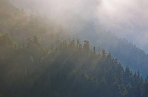WA, Maple Grove Coastal forest in morning fog White Modern Wood Framed Art Print with Double Matting by Delisle, Gilles