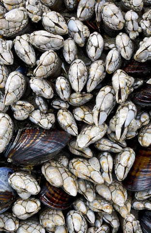 WA, Olympic NP Gooseneck barnacles and clams White Modern Wood Framed Art Print with Double Matting by Delisle, Gilles