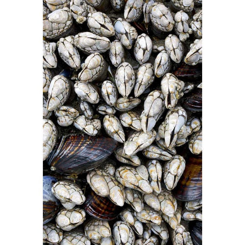 WA, Olympic NP Gooseneck barnacles and clams Black Modern Wood Framed Art Print by Delisle, Gilles