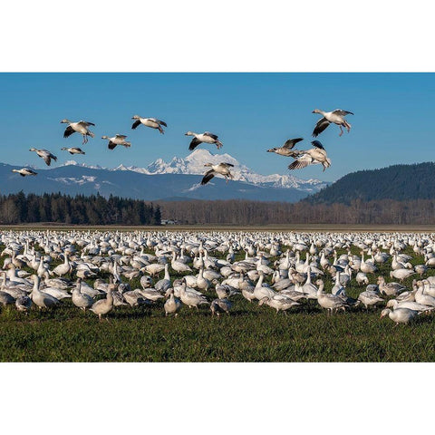 Washington State-Skagit Valley Lesser snow geese flock  Black Modern Wood Framed Art Print by Jaynes Gallery