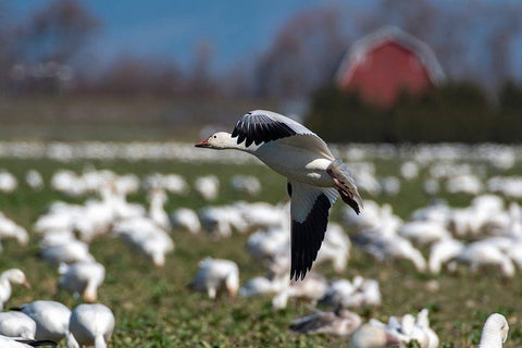 Washington State-Skagit Valley Lesser snow geese flock  Black Ornate Wood Framed Art Print with Double Matting by Jaynes Gallery