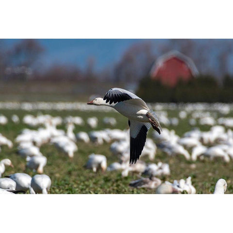 Washington State-Skagit Valley Lesser snow geese flock  Black Modern Wood Framed Art Print by Jaynes Gallery