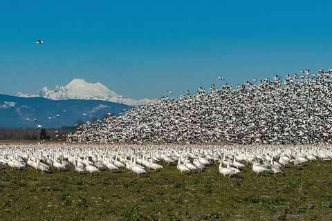 Washington State-Skagit Valley Lesser snow geese flock takeoff  Black Ornate Wood Framed Art Print with Double Matting by Jaynes Gallery