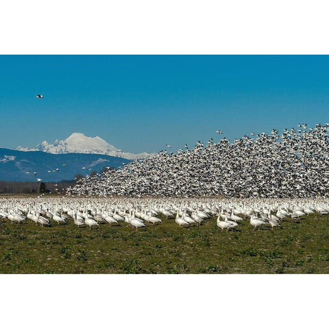 Washington State-Skagit Valley Lesser snow geese flock takeoff  Black Modern Wood Framed Art Print by Jaynes Gallery