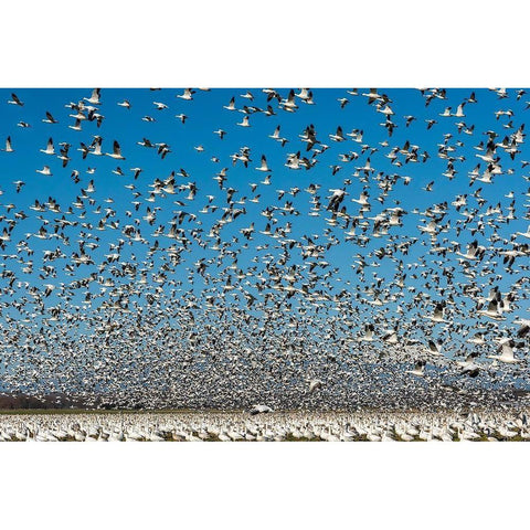Washington State-Skagit Valley Lesser snow geese flock takeoff  Black Modern Wood Framed Art Print with Double Matting by Jaynes Gallery