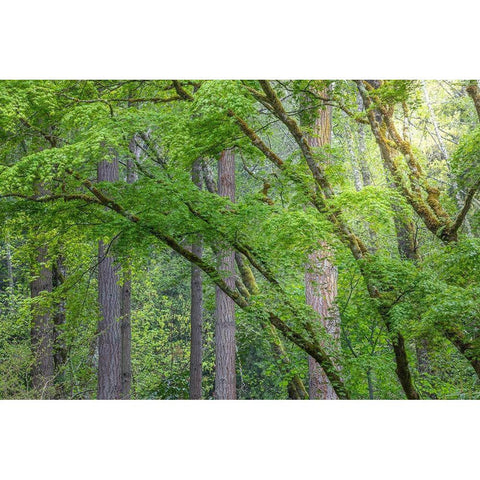 Washington State-Bainbridge Island Maple and Douglas fir trees in forest Black Modern Wood Framed Art Print by Jaynes Gallery