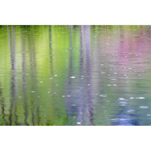 Washington State-Bainbridge Island Raindrop reflections in pond Black Modern Wood Framed Art Print by Jaynes Gallery