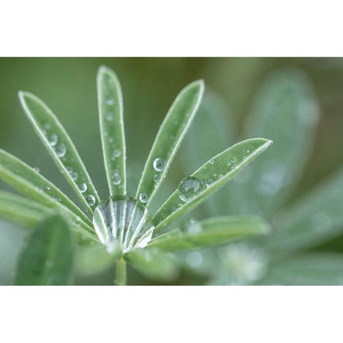 Washington State-Port Townsend Raindrops on lupine at Fort Worden State Park Black Modern Wood Framed Art Print by Jaynes Gallery