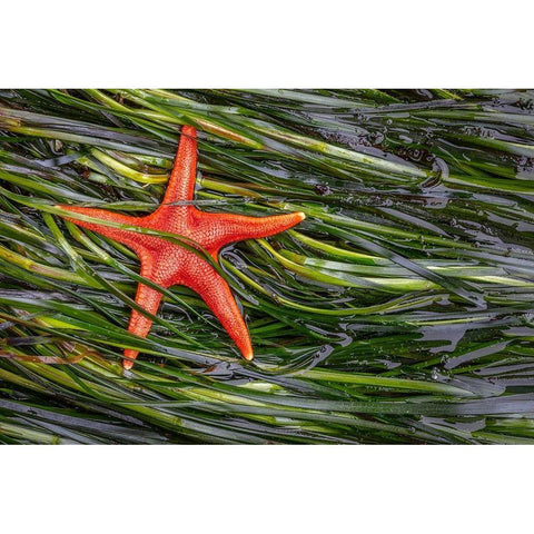 Washington State-Salt Creek Recreation Area Blood star and wet eelgrass Black Modern Wood Framed Art Print by Jaynes Gallery