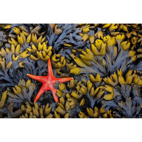Washington State-Salt Creek Recreation Area Blood star and wet rockweed White Modern Wood Framed Art Print by Jaynes Gallery
