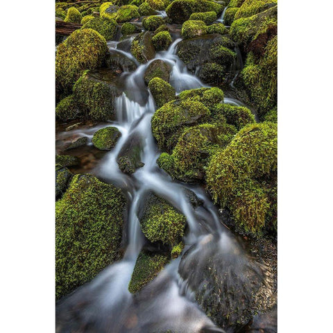 Washington State-Olympic National Park Cedar Creek scenic Black Modern Wood Framed Art Print by Jaynes Gallery
