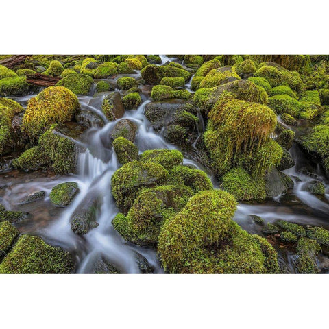 Washington State-Olympic National Park Cedar Creek scenic Black Modern Wood Framed Art Print by Jaynes Gallery