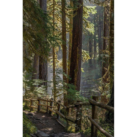 Washington State-Olympic National Park Walkway past trees and creek Black Modern Wood Framed Art Print with Double Matting by Jaynes Gallery