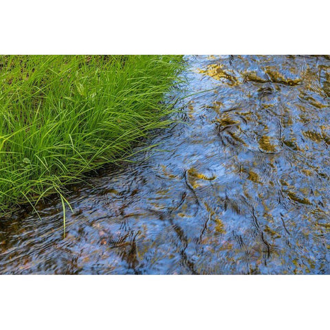Washington State-Seabeck Grass alongside stream in Guillemot Cove Nature Preserve Black Modern Wood Framed Art Print by Jaynes Gallery