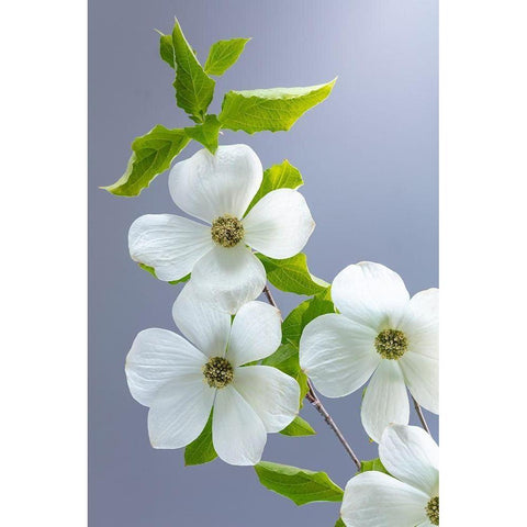 Washington State-Seabeck Pacific dogwood flower close-up Black Modern Wood Framed Art Print by Jaynes Gallery