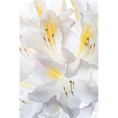 Washington State-Seabeck White Azalea #2 Black Modern Wood Framed Art Print with Double Matting by Jaynes Gallery