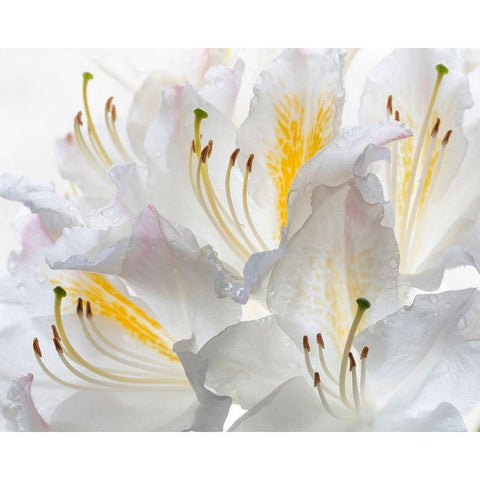 Washington State-Seabeck White Azalea #2 Black Modern Wood Framed Art Print by Jaynes Gallery
